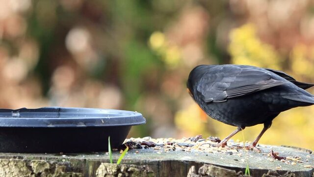 blackbird  turdus merula eats bird seed
