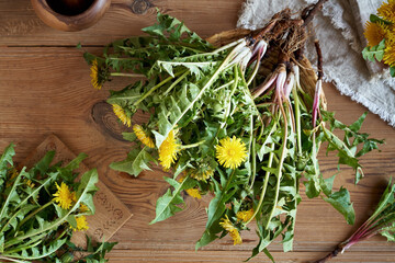 Whole dandelion plant with root, top view