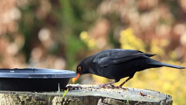 Merula Bilder Durchsuchen 9,134 Archivfotos, und