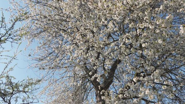 Beautiful blooming cherry tree in the spring from an orchard in Frankfurt Schwanheim. Big old tree in blossom moving in the wind.