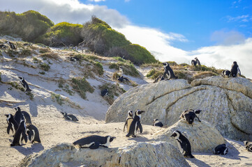 African cape or jackass penguin colony at boulders beach in Simon's town cape town © shams Faraz Amir