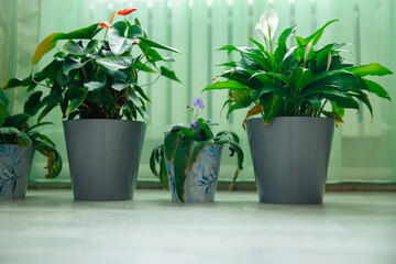 Indoor flowers are on the floor in plastic pots. High quality photo
