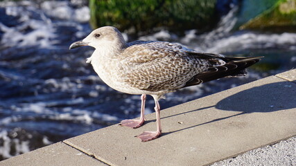 seagull on the beach