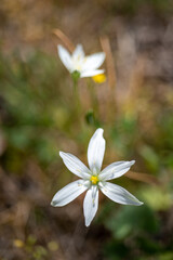 flower the star of bethlehem
