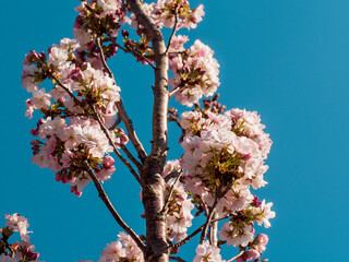 Blühender Kirschbaum im Frühling