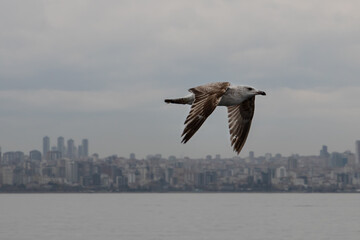 In the foreground is a white-brown gull. It flies in the air, spreading its wings against the backdrop of the gloomy faded city line of Istanbul along the coast. Cloudy dull day at the sea.