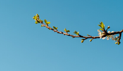 Blühender Zwetschgenbaum im Frühling