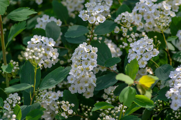 Spiraea vanhouttei meadowsweet ornamental shrub in bloom, group of bright white flowering flowers on branches