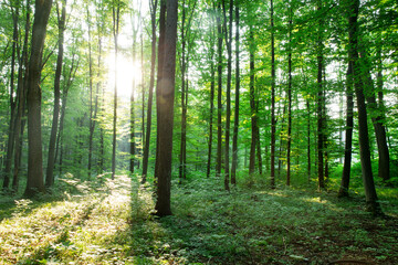 Obraz premium green Forest trees. nature green wood sunlight backgrounds
