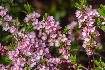 Prunus tenella dwarf Russian Almond pink flowers in bloom, beautiful ornamental plant in bloom