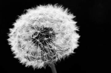 dandelion seed head on black