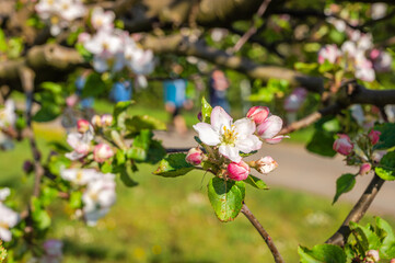 Apfelbaumblüte