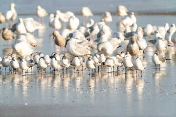Seagulls and shore birds foraging in surf at Daytona Beach Florida.