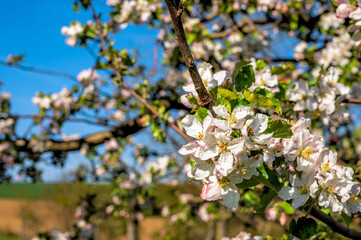 Apfelbaumblüte