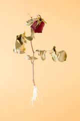 Dried branch of a red rose from which new roots have sprouted. New life.