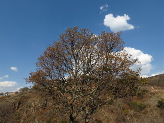 El ábol y el cielo