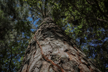 tree, forest, nature, trees, sky, autumn, green, wood, pine, branch, branches, blue, spring, leaf, landscape, woods, leaves, tall, park, trunk, season, outdoors, fall, foliage, plant