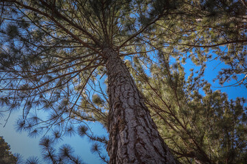 tree, forest, nature, trees, sky, autumn, green, wood, pine, branch, branches, blue, spring, leaf, landscape, woods, leaves, tall, park, trunk, season, outdoors, fall, foliage, plant
