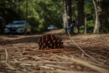 autumn, plant, closeup, landscape, food, season, pine cone, macro, park, old