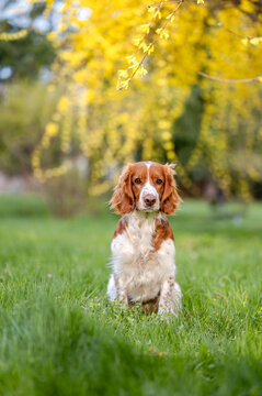 Healthy happy dog in flower forsythia in spring season.