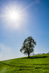 Fototapeta na wymiar Laubbaum in grünem Feld vor blauem Himmel mit Sonnenstern