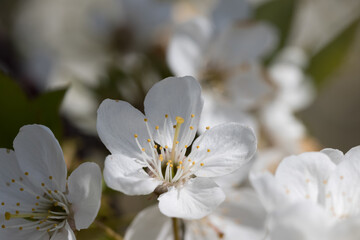 blooming apple trees in Mainz Germany