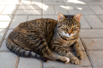 Portrait of a tabby cat lying on the paving slab