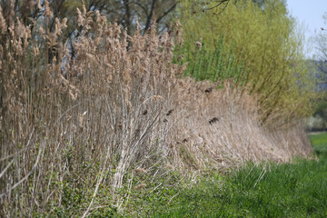 Huge grass close to rhine river Germany