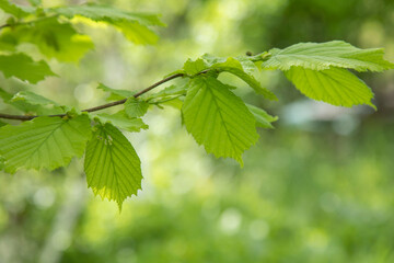 green leaves on the tree