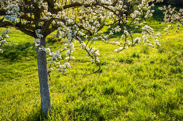 Fototapeta premium Kirschblüte