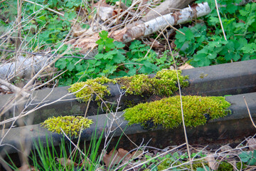 Landscape in Nature park Schoneberger Sudgelande in Schoneberg Berlin Germany