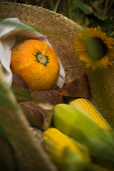 Basket with corn cobs, bread, pumpkin and flowers