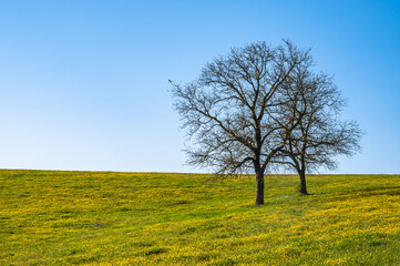 Fototapeta na wymiar Zwei Bäume auf gelb blühender Frühlingswiese mit auf Ast sitzendem Greifvogel