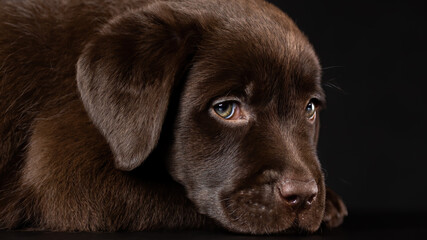 Studio close up portrait of chocolate labrador retriever puppy dog on  black background. Smart eyes of best friend.