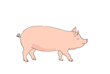豚のイラスト-線画・手描き