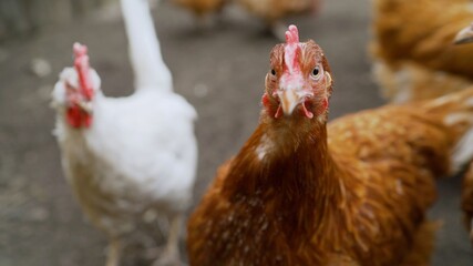 Several red farm chicken walk in yard the countryside. Brown chickens are digging the ground in the yard.