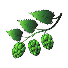 Hop cones and leaves illustration