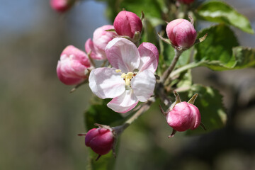Fototapeta na wymiar Blooming apple trees with bees in Germany