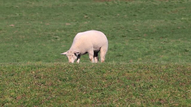 lonely white lamb grazing on dike
