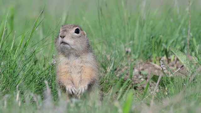 Ground squirrel Spermophilus pygmaeus, he stands in the grass and watches