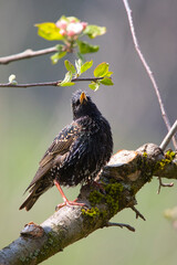The starling sits on a branch and looks at an apple flower