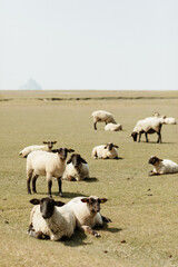 Troupeau de moutons dans la prairie le Mont Saint Michel