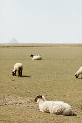 Troupeau de moutons dans la prairie le Mont Saint Michel