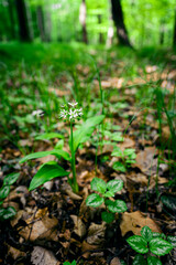 Bear's garlic blooming in the forest.