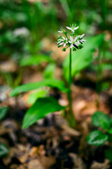 Bear's garlic blooming in the forest.
