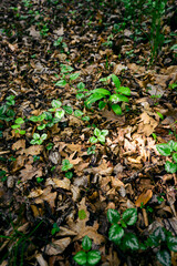 Bear's garlic blooming in the forest.
