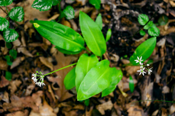 Bear's garlic blooming in the forest.
