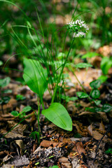 Bear's garlic blooming in the forest.