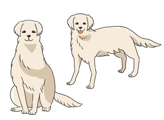 ゴールデンレトリーバー　白