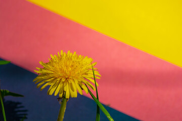Blooming yellow dandelion on the background of the flag of Germany.